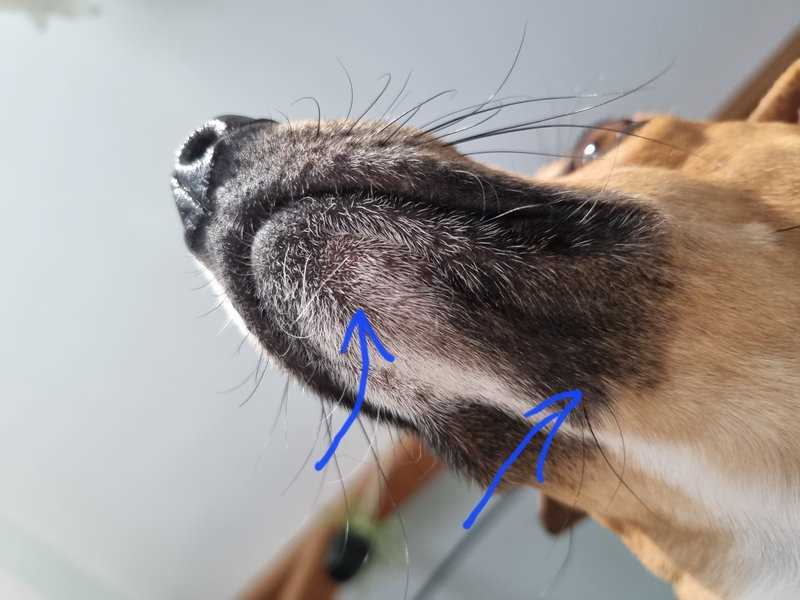 Soorten snorharen bij honden